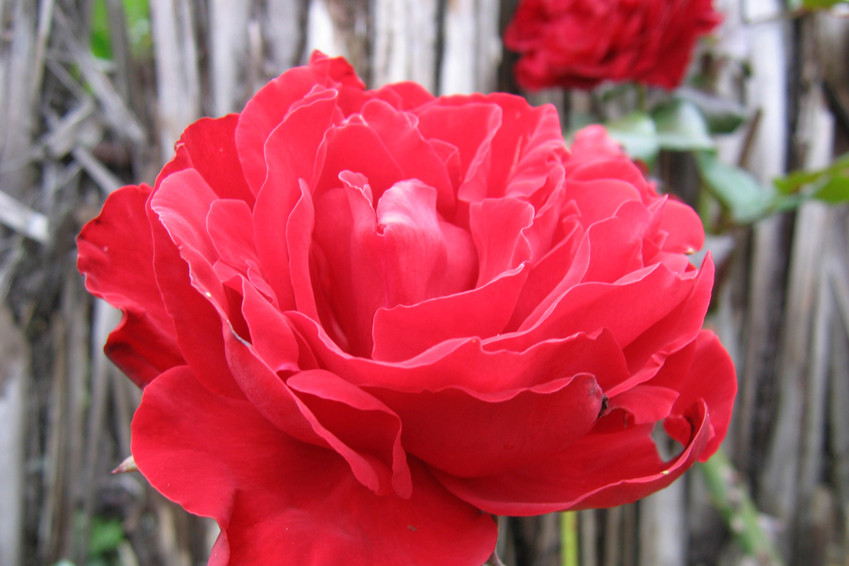 Rosa Dublin Bay(2).jpg